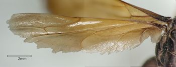 Media type: image;   Entomology 10012 Aspect: Wing hind